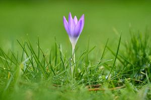 Crocus dans l'herbe