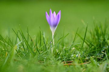 Crocus in het gras van Ad Jekel