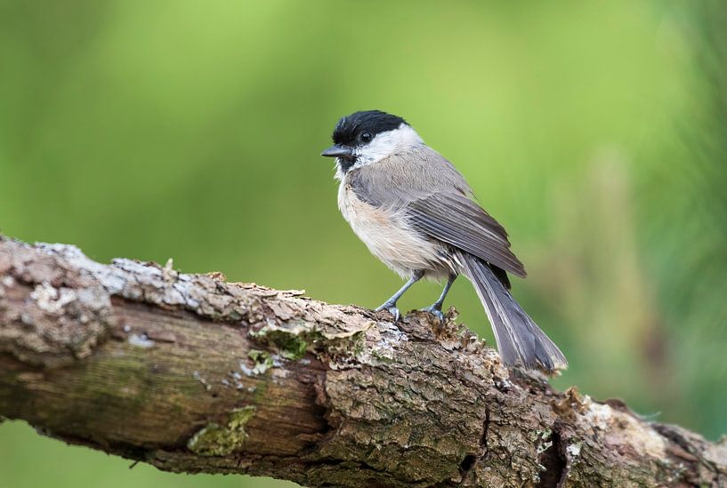 fauvette à Lemele par Merijn Loch
