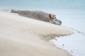 Zeehond met jong van Ageeth Groen