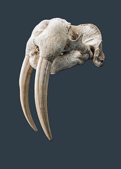 Walrusschedel taxidermie