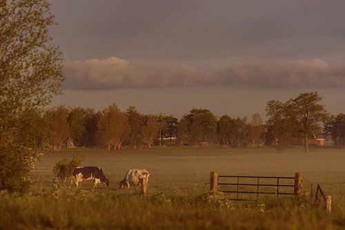Early morning fog #1