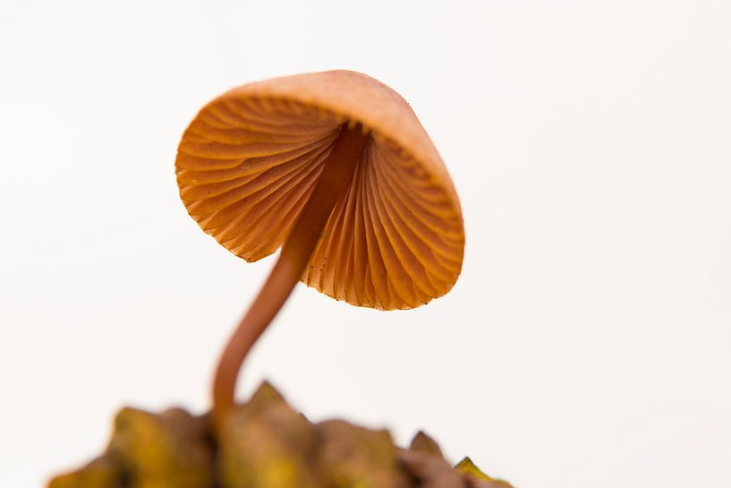 Small hat by peterheinspictures