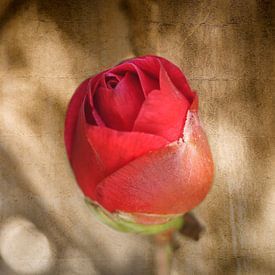 Rode roos van Lyonne Verweij