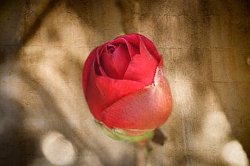 Rode roos van Lyonne Verweij