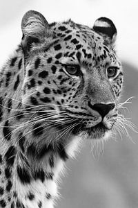Leopaard