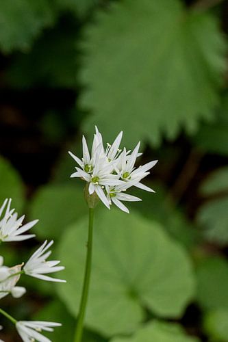 La fleur d'ail des bois se dévoile avec délicatesse
