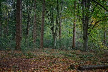 Herfstkleuren van het Zwart Water van Jos Saris
