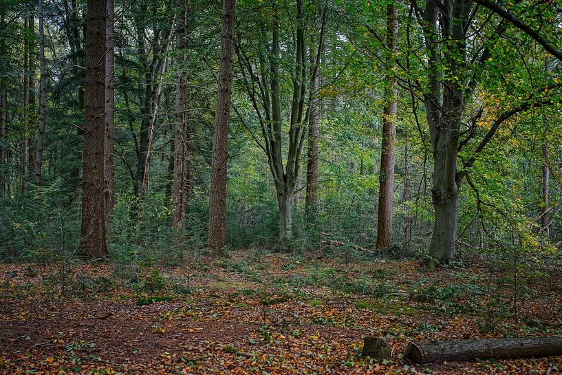 Couleurs d'automne de l'Eau Noire par Jos Saris