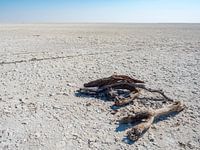 Makgadikgadi salt pans in Botswana