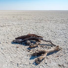 Makgadikgadi zoutvlaktes in Botswana met zwerfhout van victor van bochove