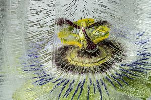 Gefrorene Passion