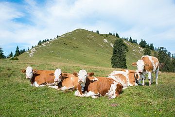 Kudde koeien op de Hirschhörnlkopf van Susanne Bauernfeind