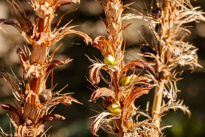 Acanthus versie 1 van 2 van Anjo ten Kate