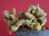 Kamerplant: SciFi Cactus 1-9 van MoArt (Maurice Heuts) thumbnail