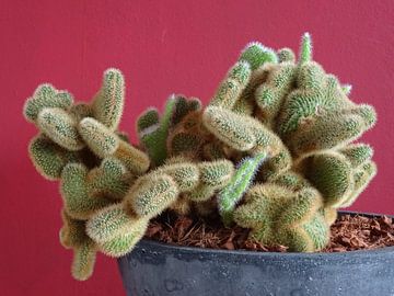 Kamerplant: SciFi Cactus 1-9