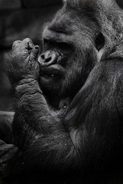 krachtige hand. De brutale snuit van een krachtige en sterke mannelijke gorilla is een symbool van m