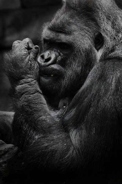powerful hand. The brutal muzzle   of a powerful and strong male gorilla is a symbol of masculinity  by Michael Semenov