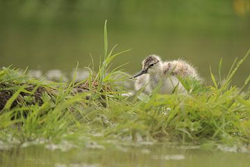 Avocette à bec bigarré sur Rinnie Wijnstra