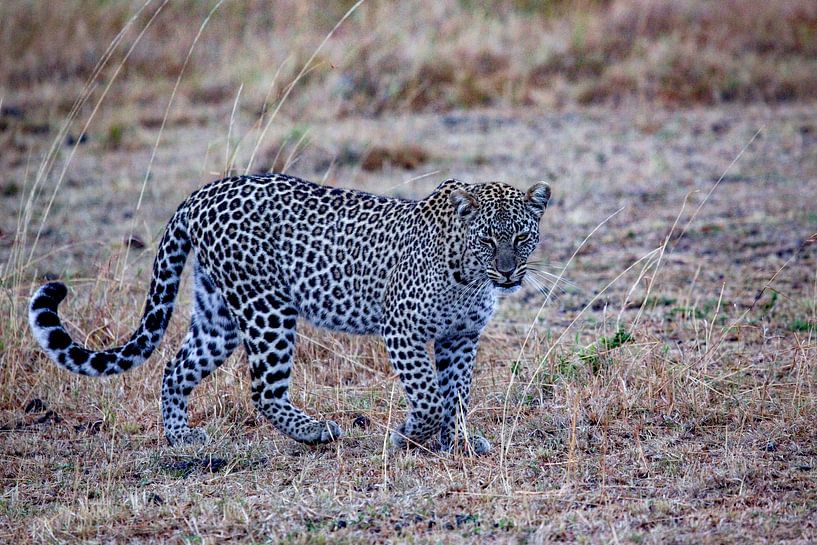 Loop van Peter Michel