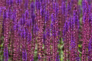 Verveine pourpre/bleue