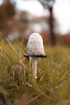 Champignon sur Jim Plaum