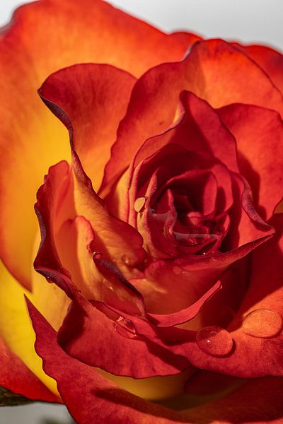 Rose im Nahbereich von Thomas Riess