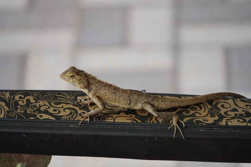 kameleon von Bart Cornelis de Groot