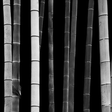 Bamboo. Study I by Stefano Orazzini