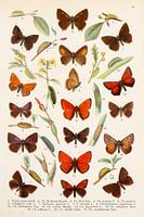 Beautiful picture including firefly and oak butterfly.