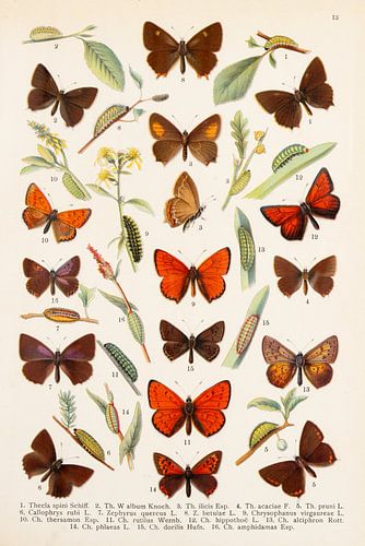 Prachtige plaat met o.a. vuurvlindertje en eikenpage.