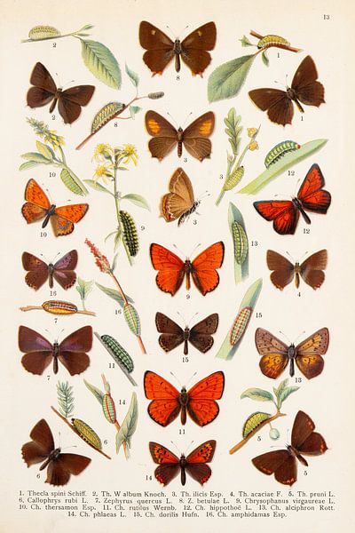 Schönes Bild mit Glühwürmchen und Eichenfalter. von Studio Wunderkammer