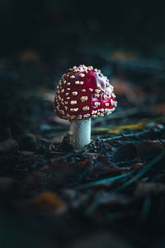 Rood met witte stippen paddenstoel van Prints by Abigail Van Kooten
