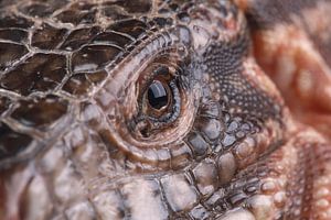 Teju rouge (Salvator rufescens)