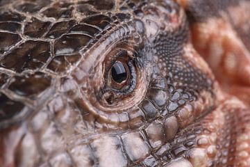 Rode Teju (Salvator rufescens) van Ronald Pol