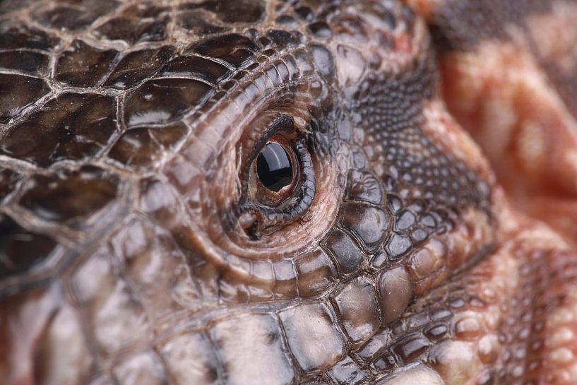 Red Tegu (Salvator rufescens) by Ronald Pol