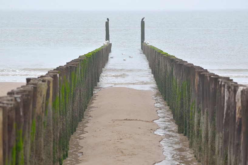 paalhoofden strand Dishoek by Petra De Jonge