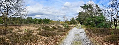 Panorama van Kattenbos Lommel in de Lente