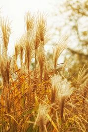 Reed in autumn