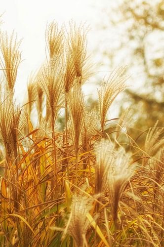 Riet in de herfst