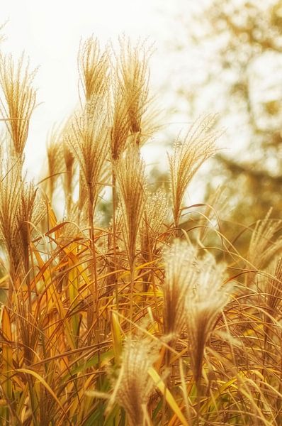 Schilf im Herbst von Marlika Art