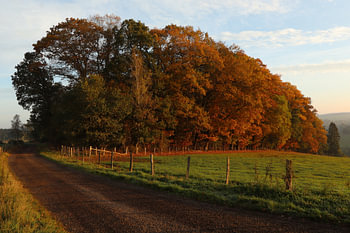 Trees in autumn colours at sunrise