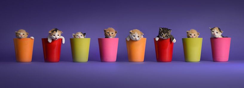 Kittens Katten Poezen van Stichting Kittenopvang Kitten&Co
