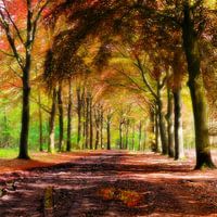 Dromerig bos met zacht licht