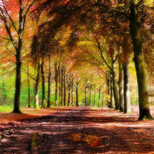 Forêt de rêve avec lumière douce