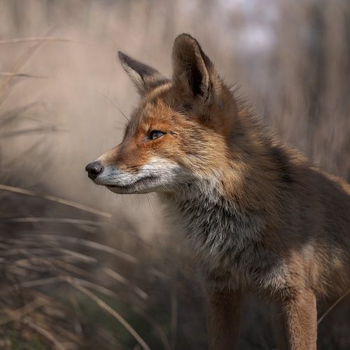 Fox stares ahead, soft brown background.
