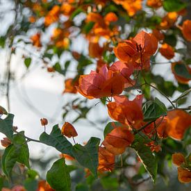 Oranje bougainville van Annemarie Arensen