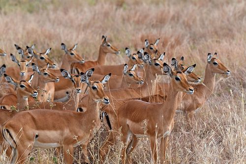 Op safari in Afrika: Groep Impala's