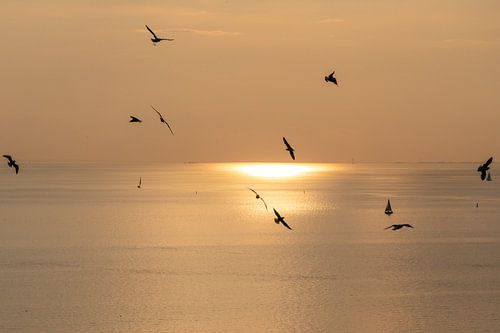 Ondergaande zon met meeuwen op de voorgrond