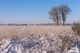 Besneeuwde heide
